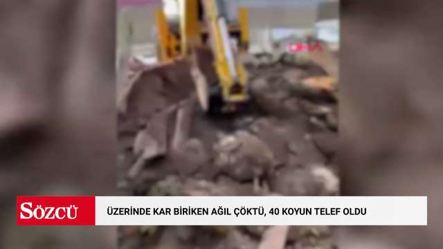 Üzerinde kar biriken ağıl çöktü, 40 koyun telef oldu