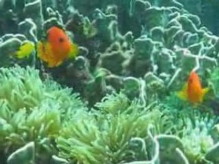 POISSONS CLOWN A SELLE