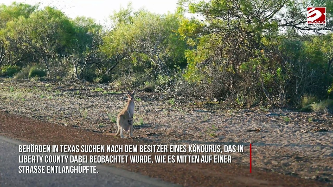 Känguru nach Ausflug auf texanische Straßen eingefangen