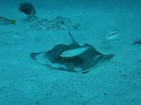 RAIE PASTENAGUE A POINTS BLEUS