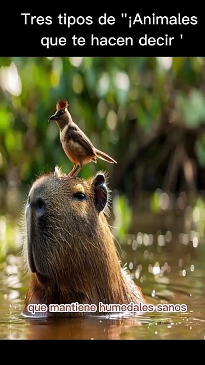 3 Animales Curiosos de Argentina.