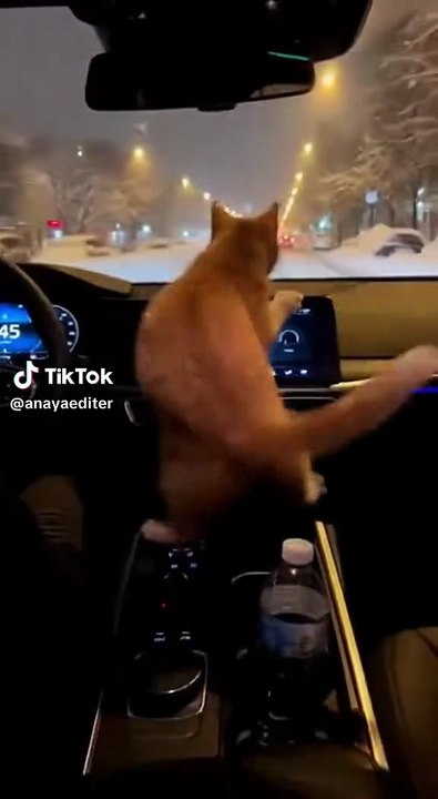 Das Kätzchen mit Rhythmus im Blut