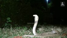 A cobra snake was hiding in the village forest at midnight.