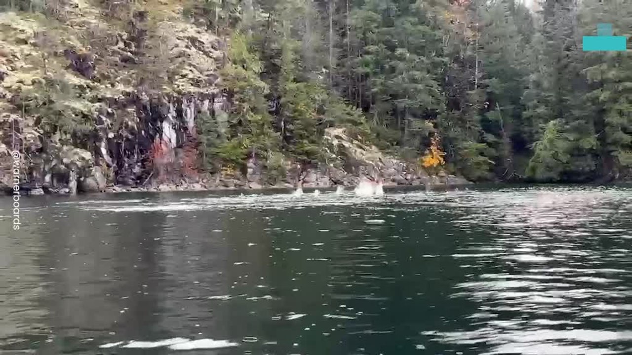 Dolphins Chase Bait Ball in Perfect Sync