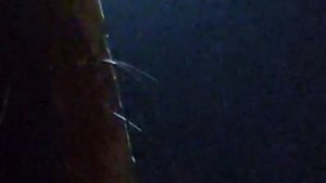 Гори жица на бандера Подгорци Хаос