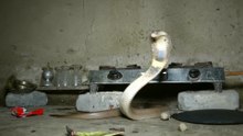 A cobra snake was found under a gas stove.