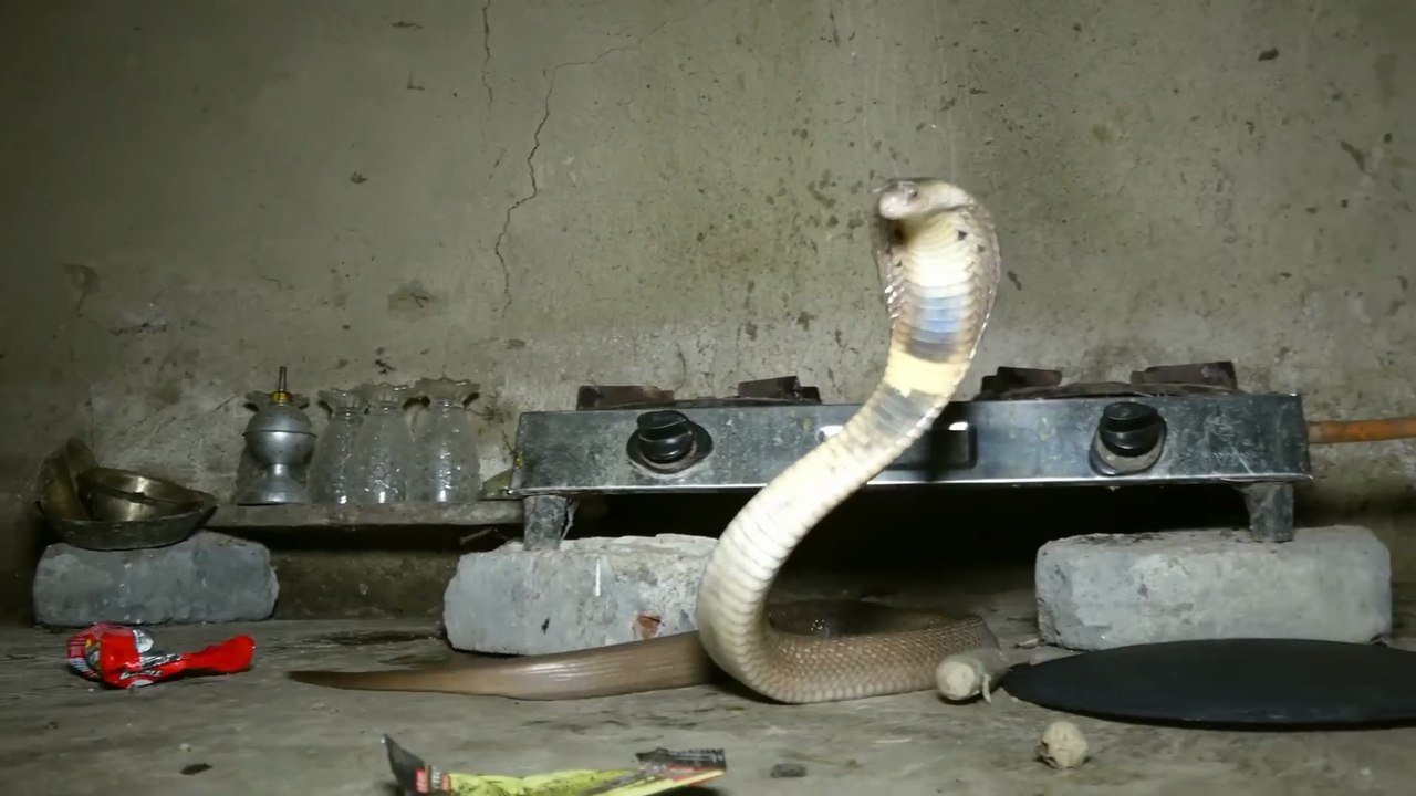 A cobra snake was found under a gas stove.
