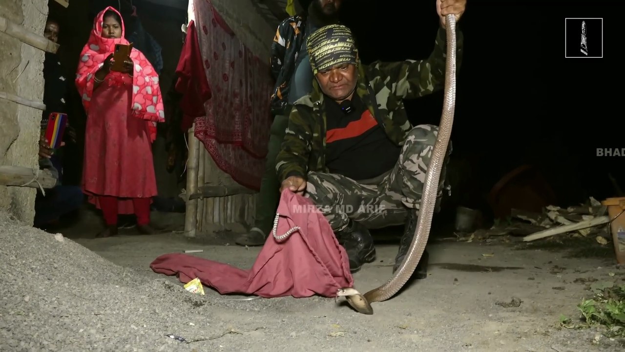 Dainty cobra snake found under gas stove