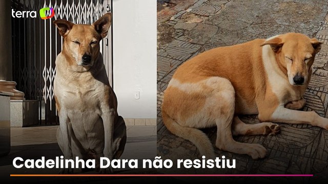 Cachorrinha comunitária morre após ser atropelada em rua vazia no Paraná
