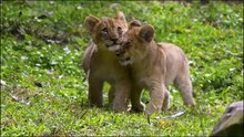 Lion Cubs Banner