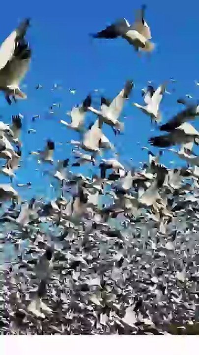 Thousands of Snow Geese Take Flight – Incredible Nature Moment