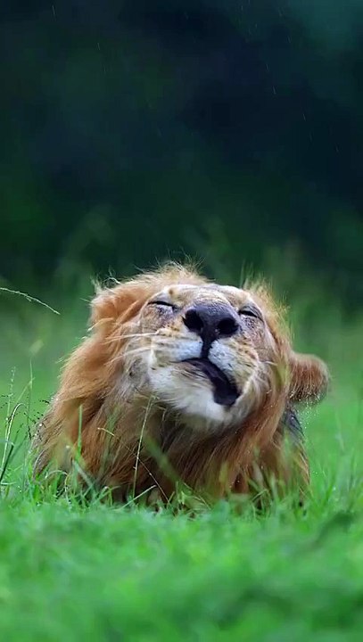 Wild Bear Shaking Off Water – Amazing Slow Motion Moment