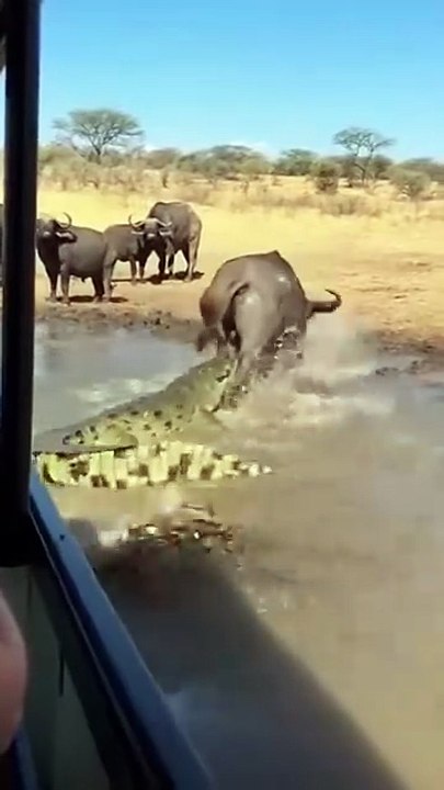 When in the wild, selection occurs between animals.