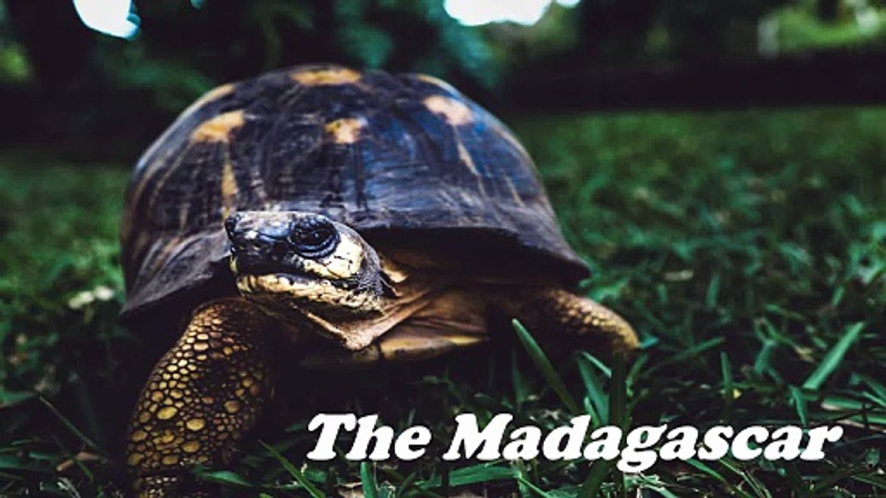 Sean Ferree - The Madagascar (Official Music Video)