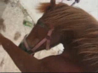 La petite famille des chevaux