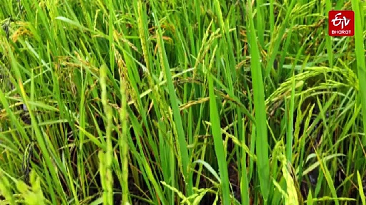 Andhra Pradesh Farmer Revives 110 Nutrient-Rich Indigenous Rice Varieties Through Organic Farming