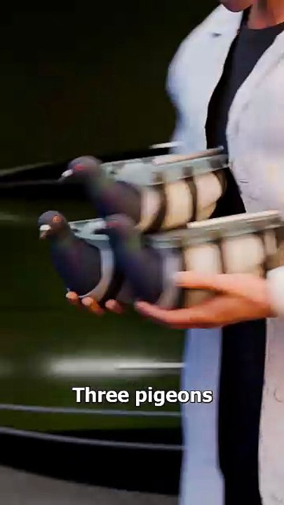 How Pigeons Were Almost Used In War