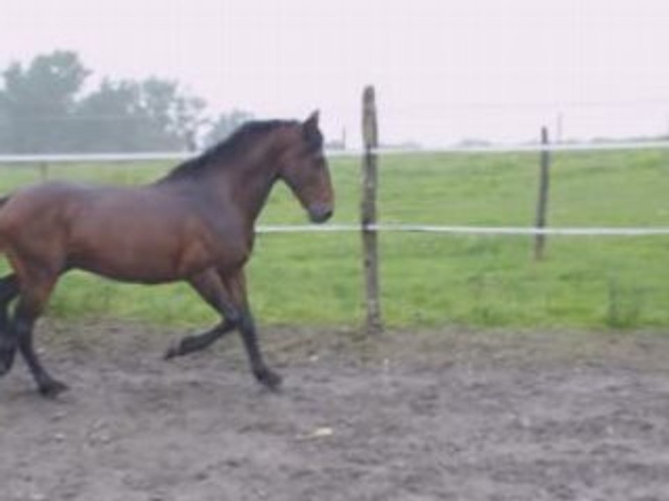 My pretty litlle pony