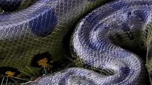 💪 Meet the Strongest Snake on Earth🌎 Green Anaconda Facts