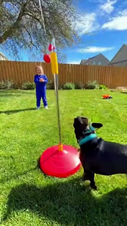French Bulldog Plays with a Swingball #bulldog #kingdomofawais