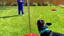 French Bulldog Plays with a Swingball #bulldog #kingdomofawais