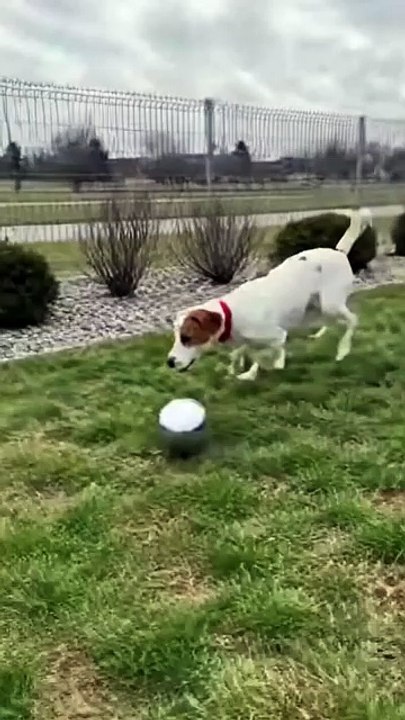 Dog Playing with Ball #dog #kingdomofawais