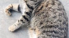 #cat