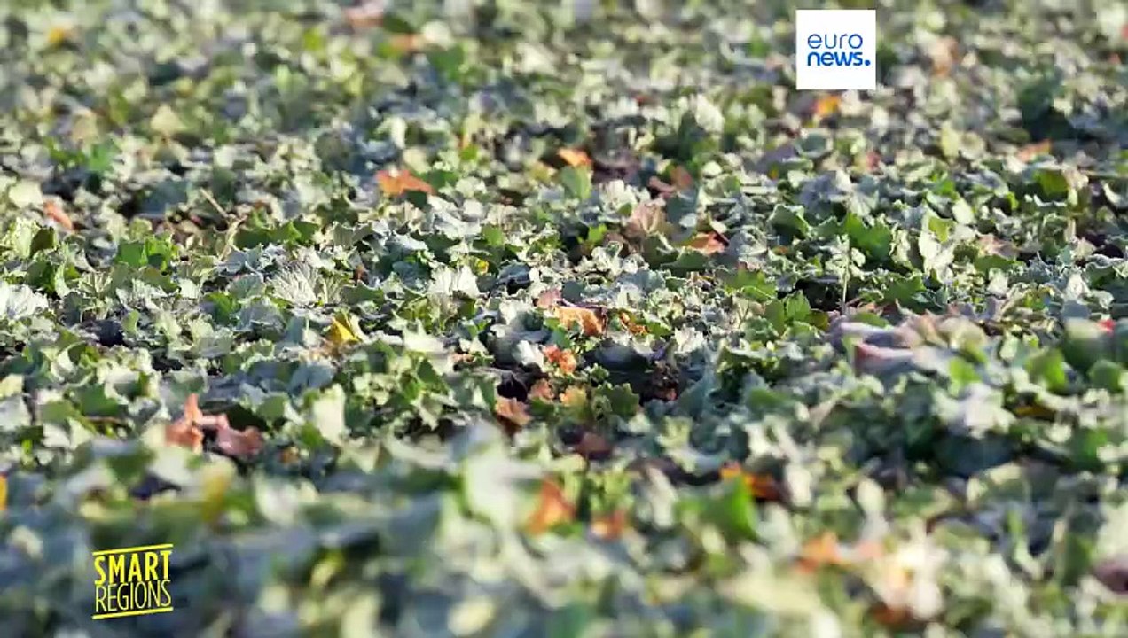 دیدن از میان ابرها: چگونه تصاویر راداری به کشاورزان در لهستان کمک میکند