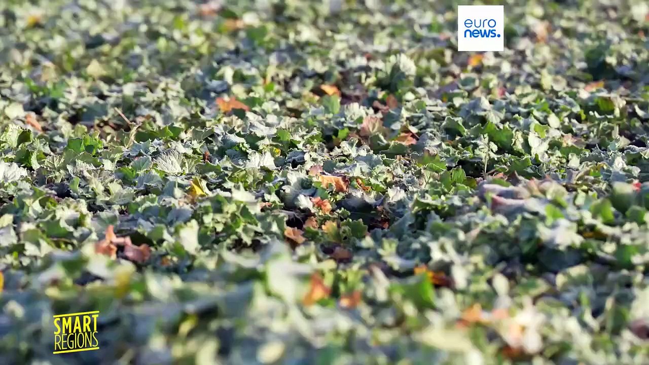 Durch die Wolken sehen: Wie Radarbilder Landwirten in Polen helfen