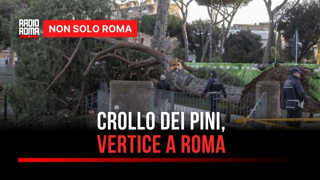 Crollo dei pini ai Fori Imperiali, oggi il vertice in Campidoglio: agronomi e tecnici a confronto