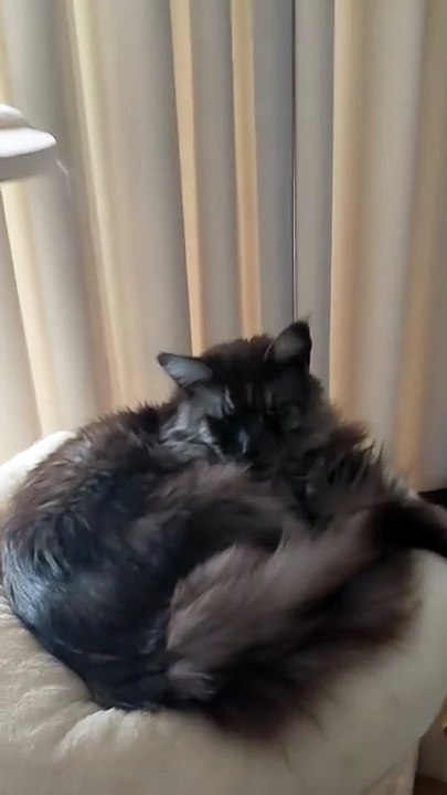 The Face Says It All :) Funny cat! #cat #funny