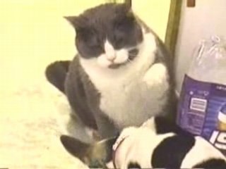 Cat sharing his bowl with a dog