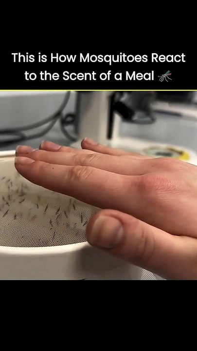 Tiny Predators