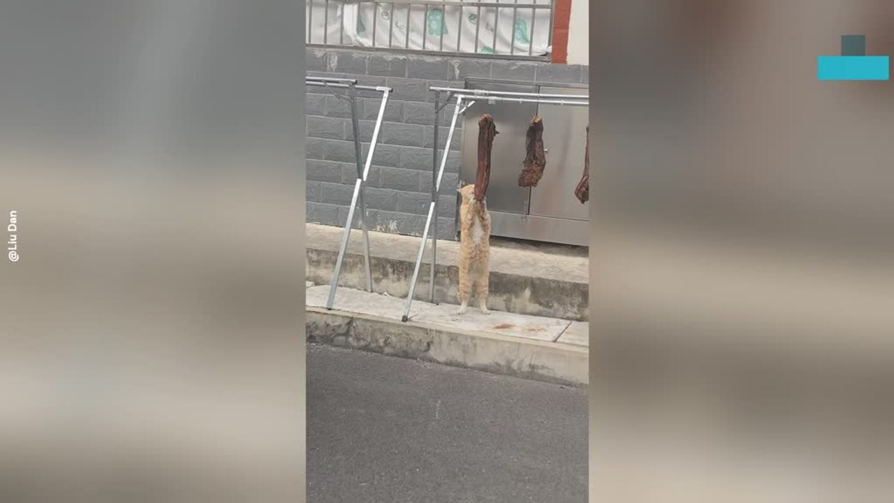 Cat Caught Red-handed Stealing Hanging Cured Pork