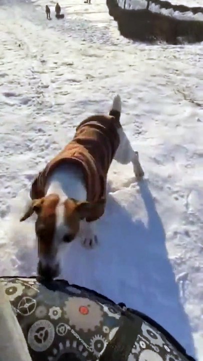 Nouveau sport d'hiver, faire la course luge contre chien...