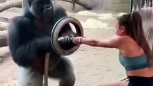 Apes and humans in a tug-of-war
