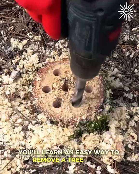 Learn to remove tree stump and heal hollows!