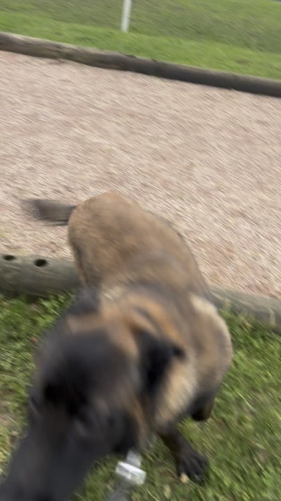 L’adolescence d’un loup c’est vraiment le moment où tu vas remettre toute ta vie en question 😮‍💨