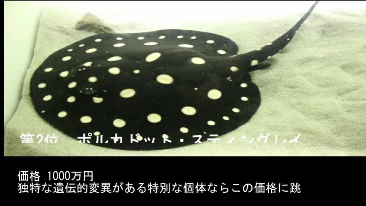 【豆知識】世界の高額鑑賞魚 TOP10　【Trivia News】Top 10 Most Expensive Ornamental Fish in the World