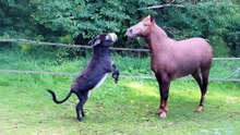 Donkey Is Determined To Make This Loner Horse His BFF