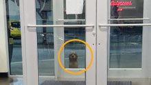 Woman Leaving Planet Fitness Finds A Dog Staring Her Down