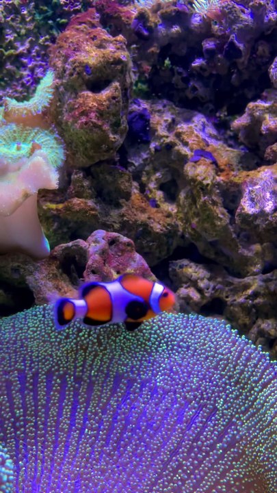 GREEN WASHING chez les méduses à Dubaï