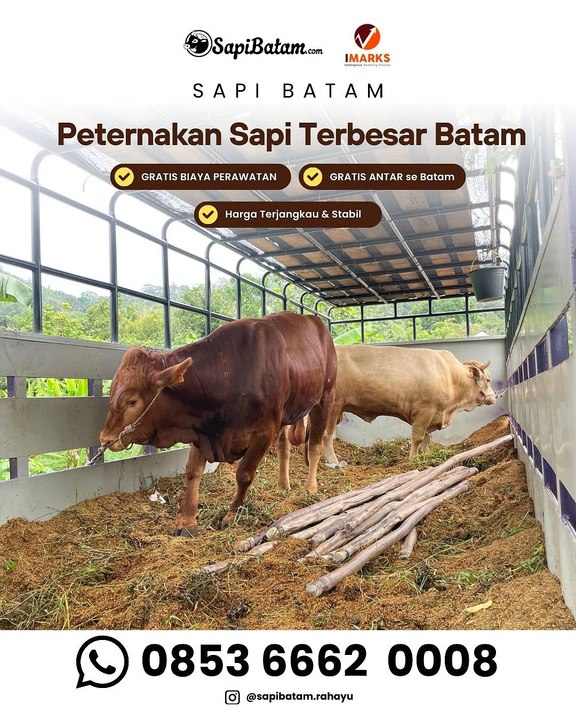 Hub. 0853 6662 0008, Supplier Pengadaan Sapi Qurban Untuk Pelaksanaan Qurban di Masjid Batam Rahayu Sapi Batam