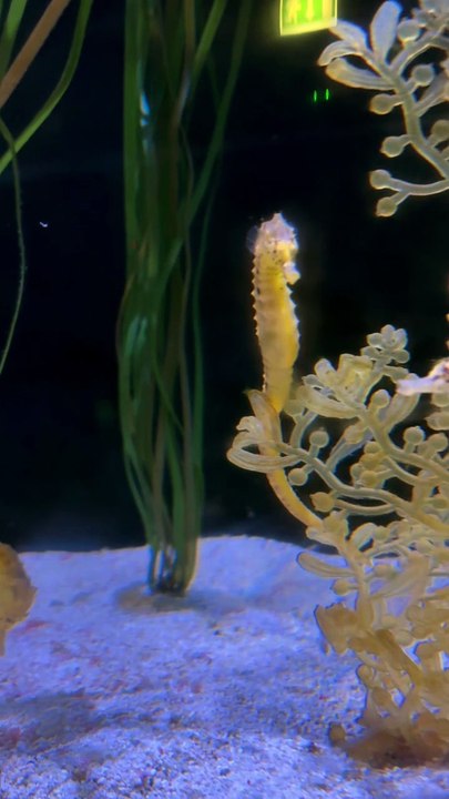 OBSERVATION des hippocampes à Dubaï