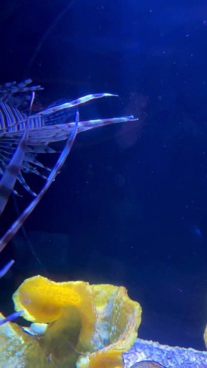 UN JEUNE HIPPOCAMPE au Dubaï Mall