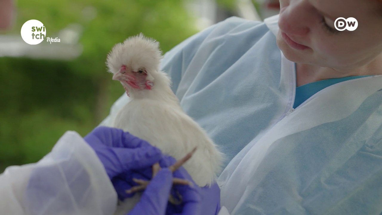 Healthy animals, healthy humans — why it matters | DW's Tomorrow Today