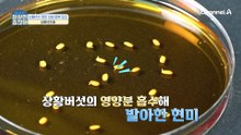 상황버섯쌀로 밥만 지어도 면역력 최고?! 그 맛은 어떨까?