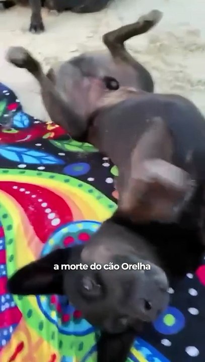Imagens de adolescente indiciado pela morte do cão Orelha revelaram falha-chave na investigação