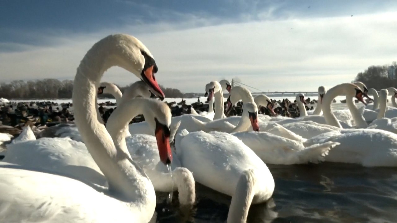 Decenas de cisnes están hacinados y sin comida en unos escasos metros de río que no se ha congelado