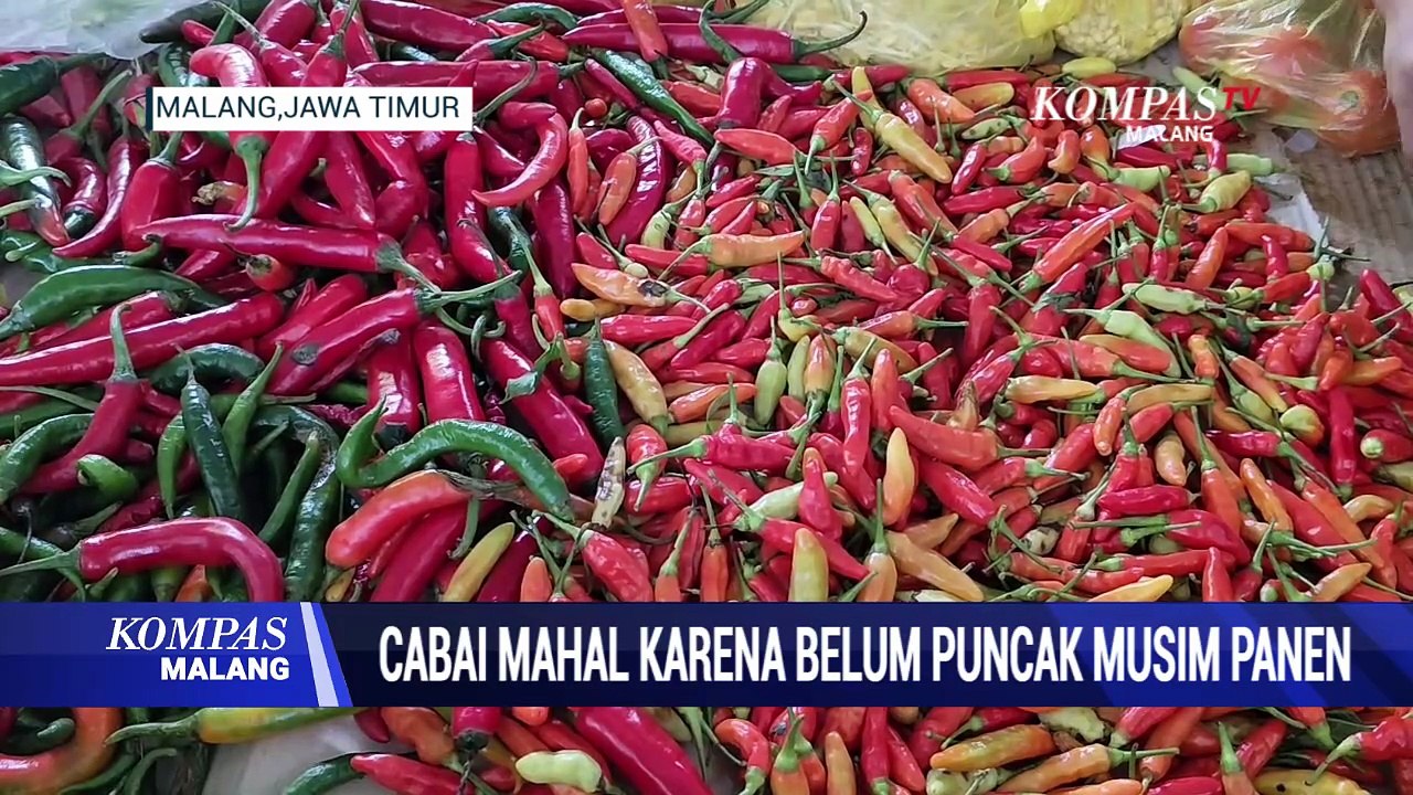Belum Puncak Musim Panen, Penyebab Harga Cabai Mahal